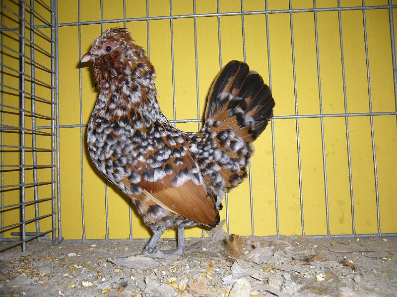 Hannover 2008 056.jpg - Watermaalsche Bartzwerge gold-porzelanfarbig  von Sascha Michel Preis HV 96 SE